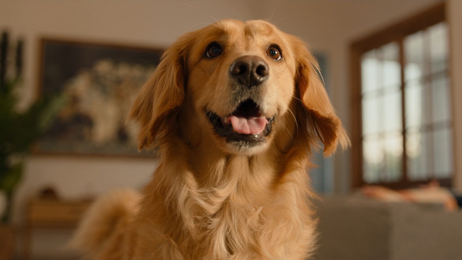 Aceite salmon perro dosis diaria
