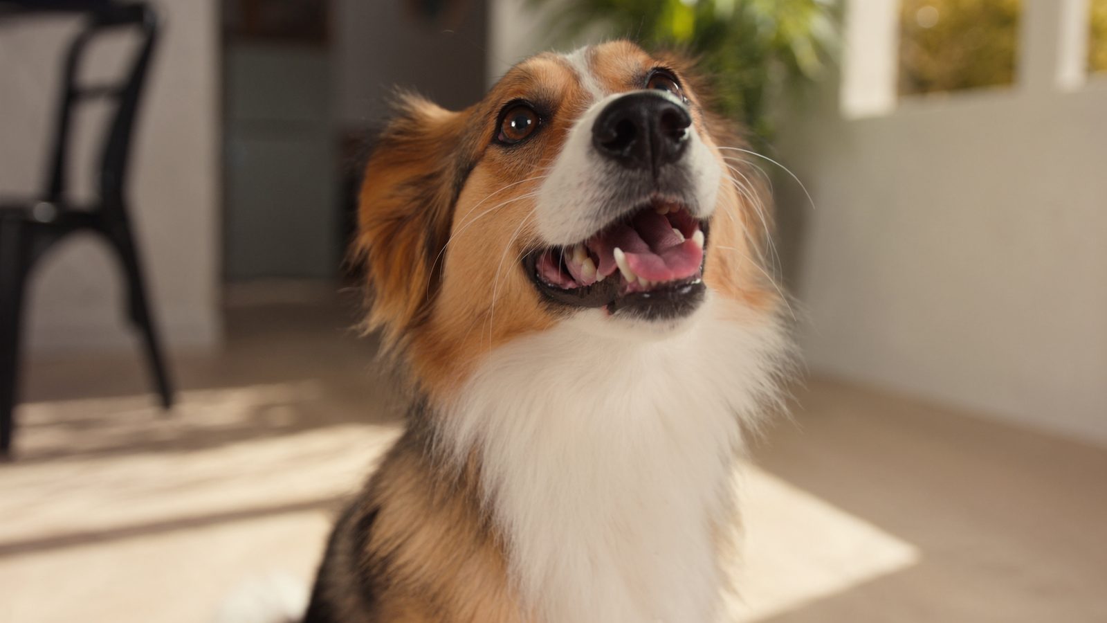 Alimentacion para perros
