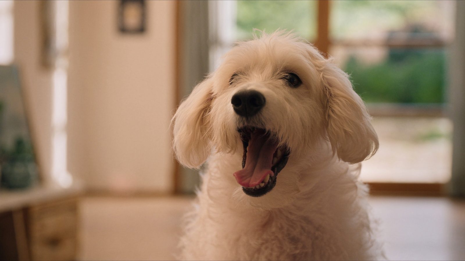 Amazon audible mascotas