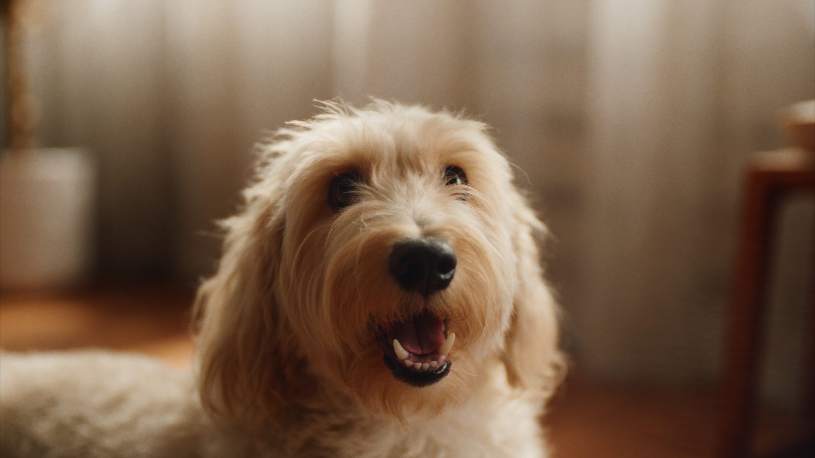 App dogpack