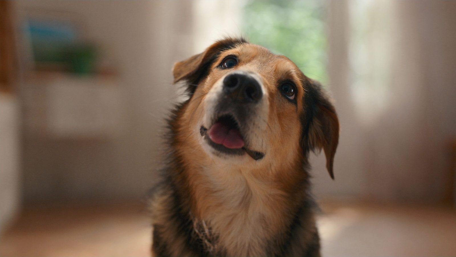 Barf perro dieta
