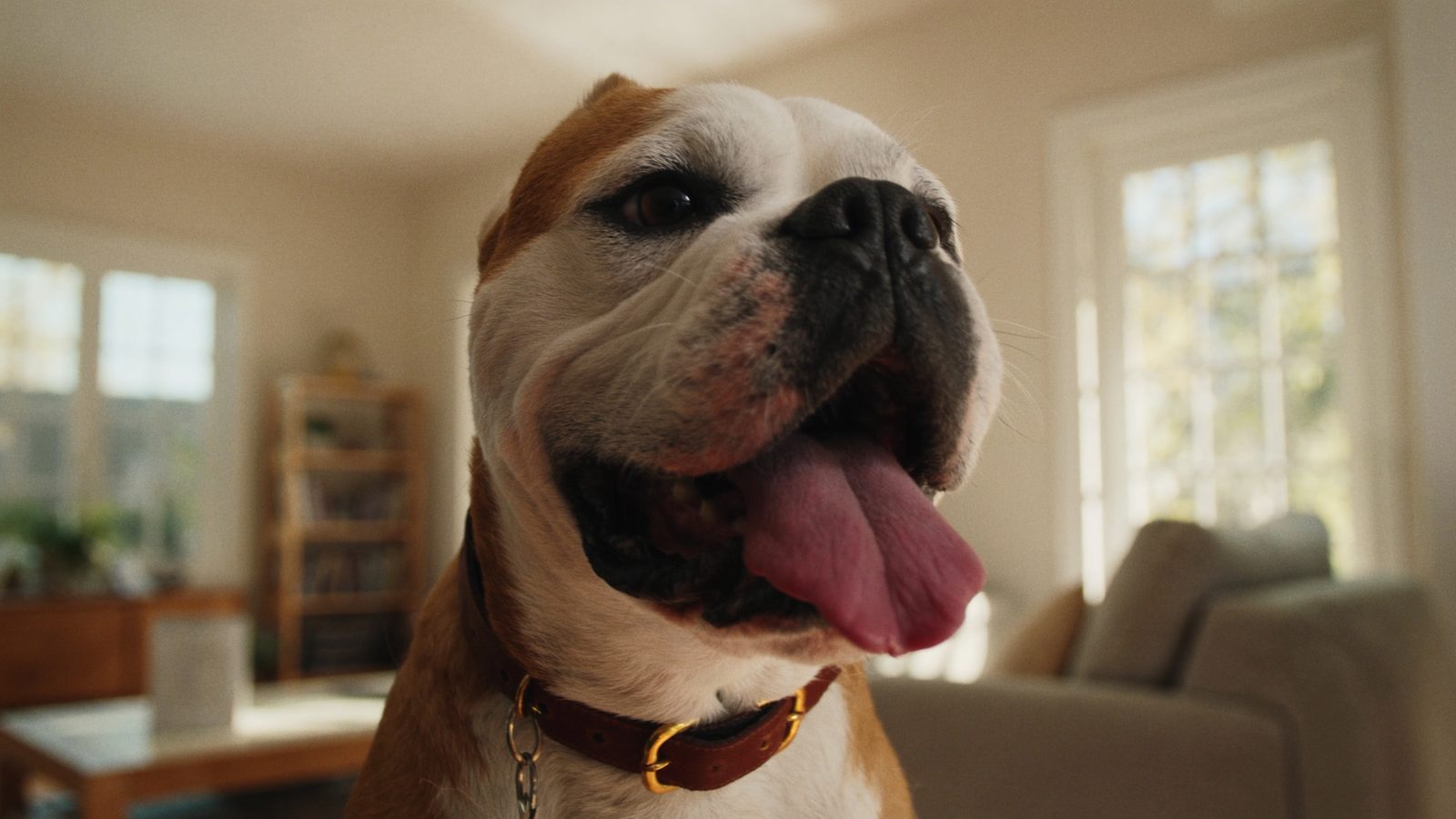 Boxer perro