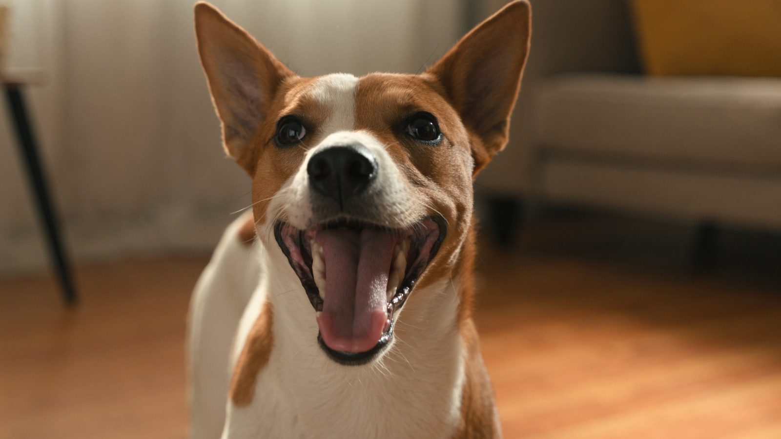 Comecan referencia alimentacion cuidado perro