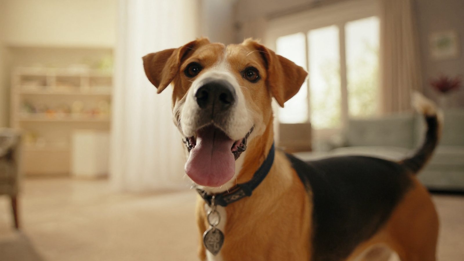 Dieta barf cachorro raza mediana