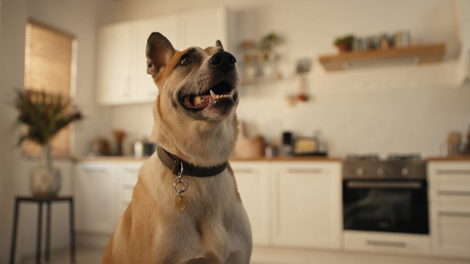 Dieta barf perro grande menu semanal