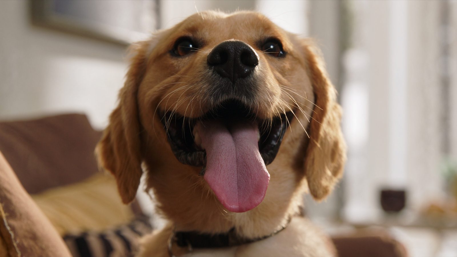 Guia alimentacion canina