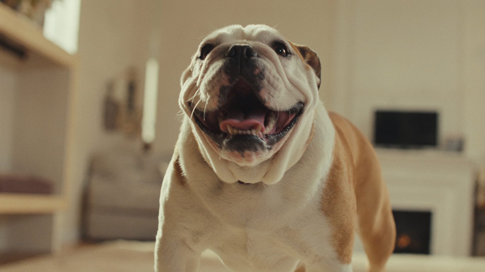Mejor pienso bulldog frances