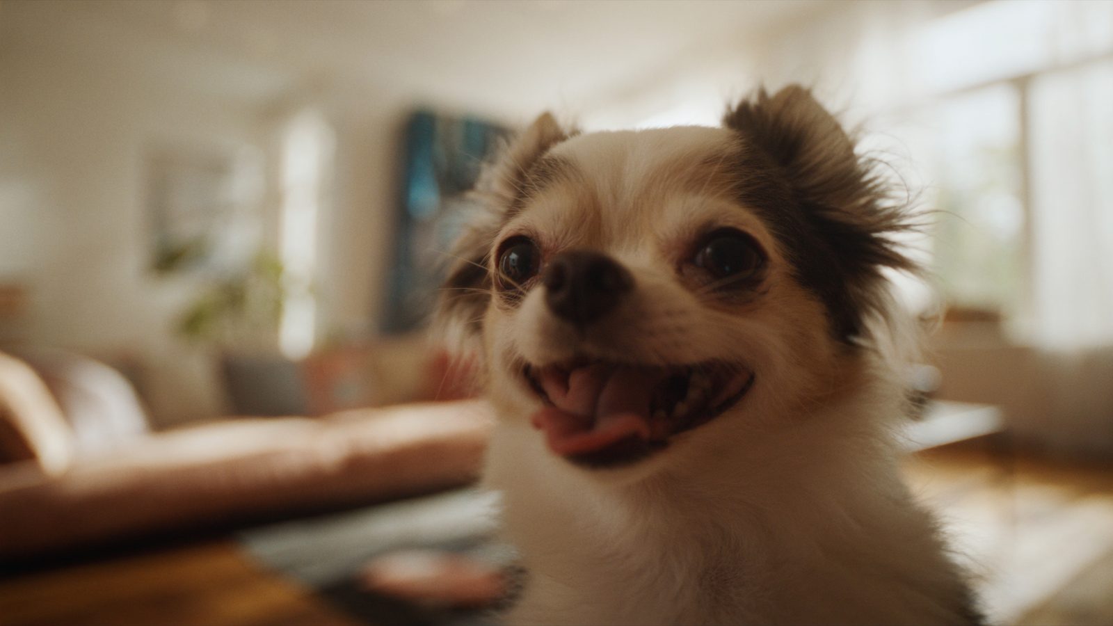 Mejor pienso chihuahua