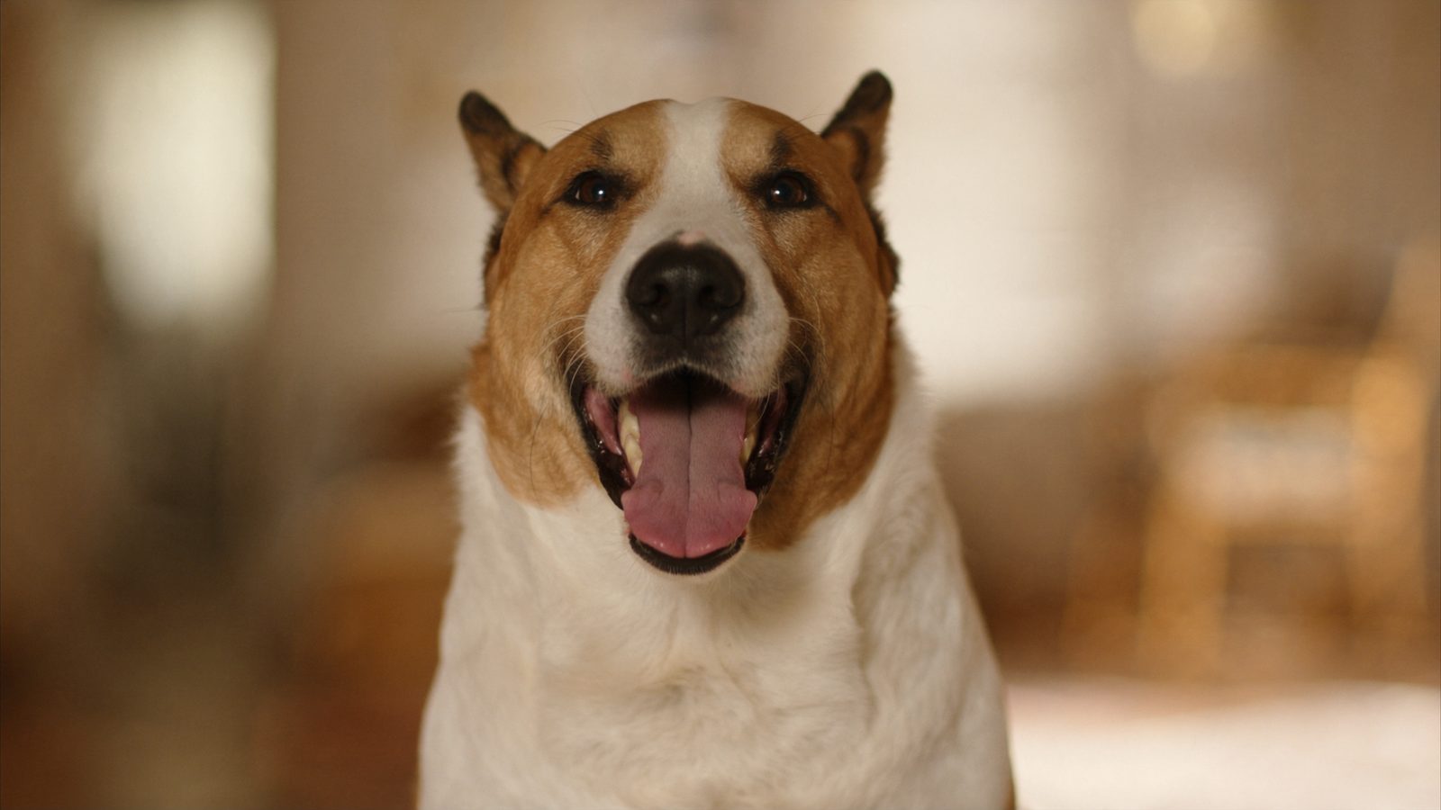Mejor pienso perros adultos 2026