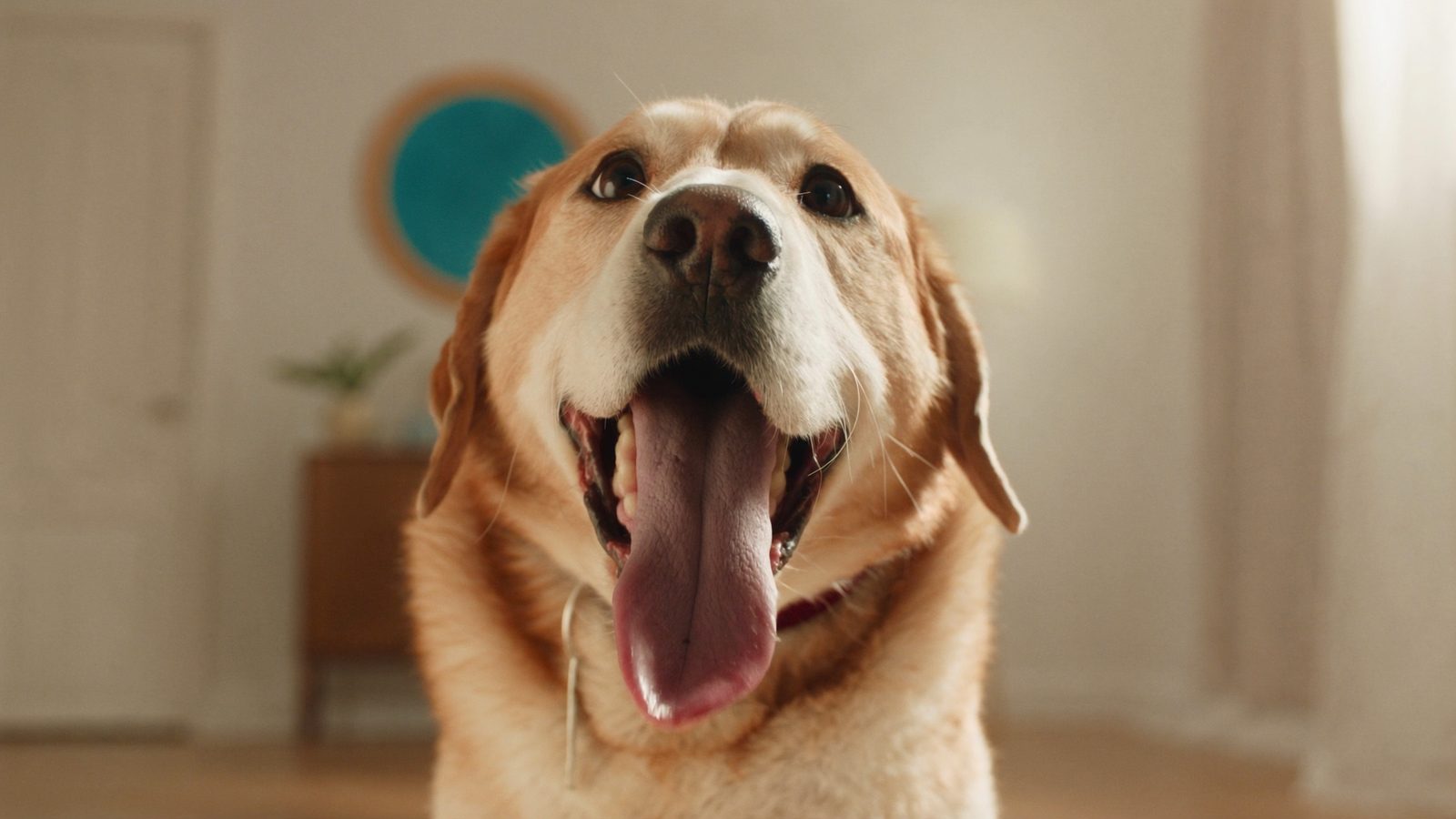 Mejor pienso perros alergia pollo