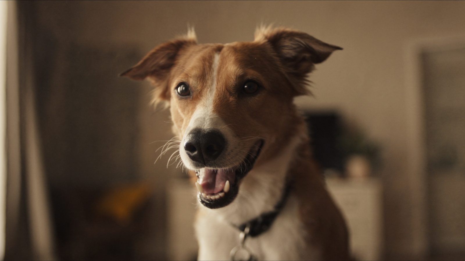 Mejor pienso perros esterilizados