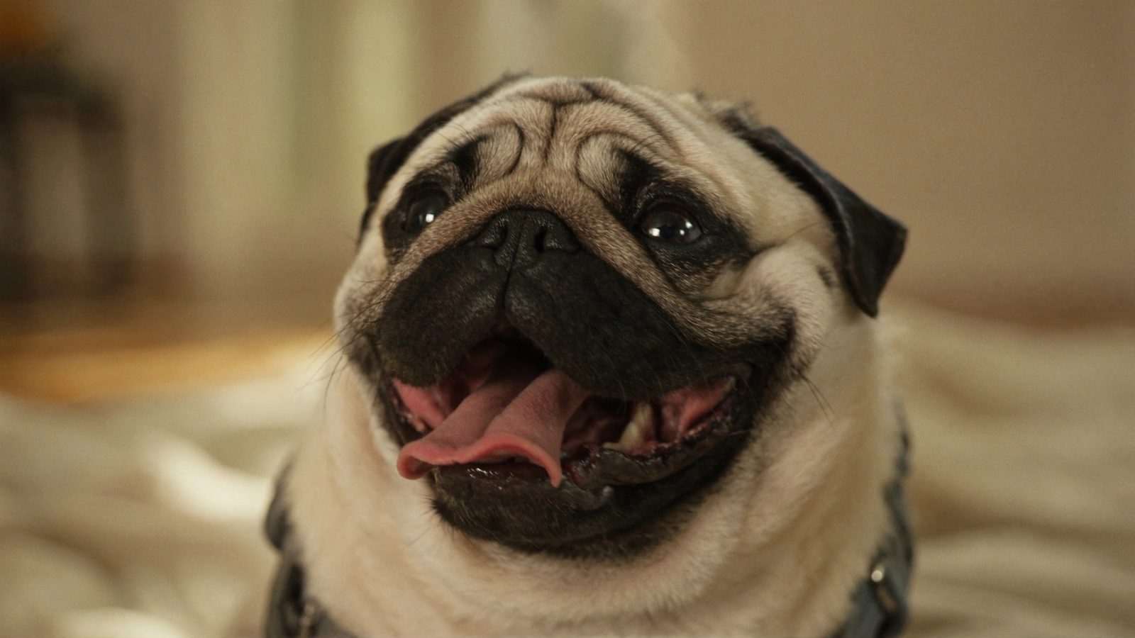 Perro pug