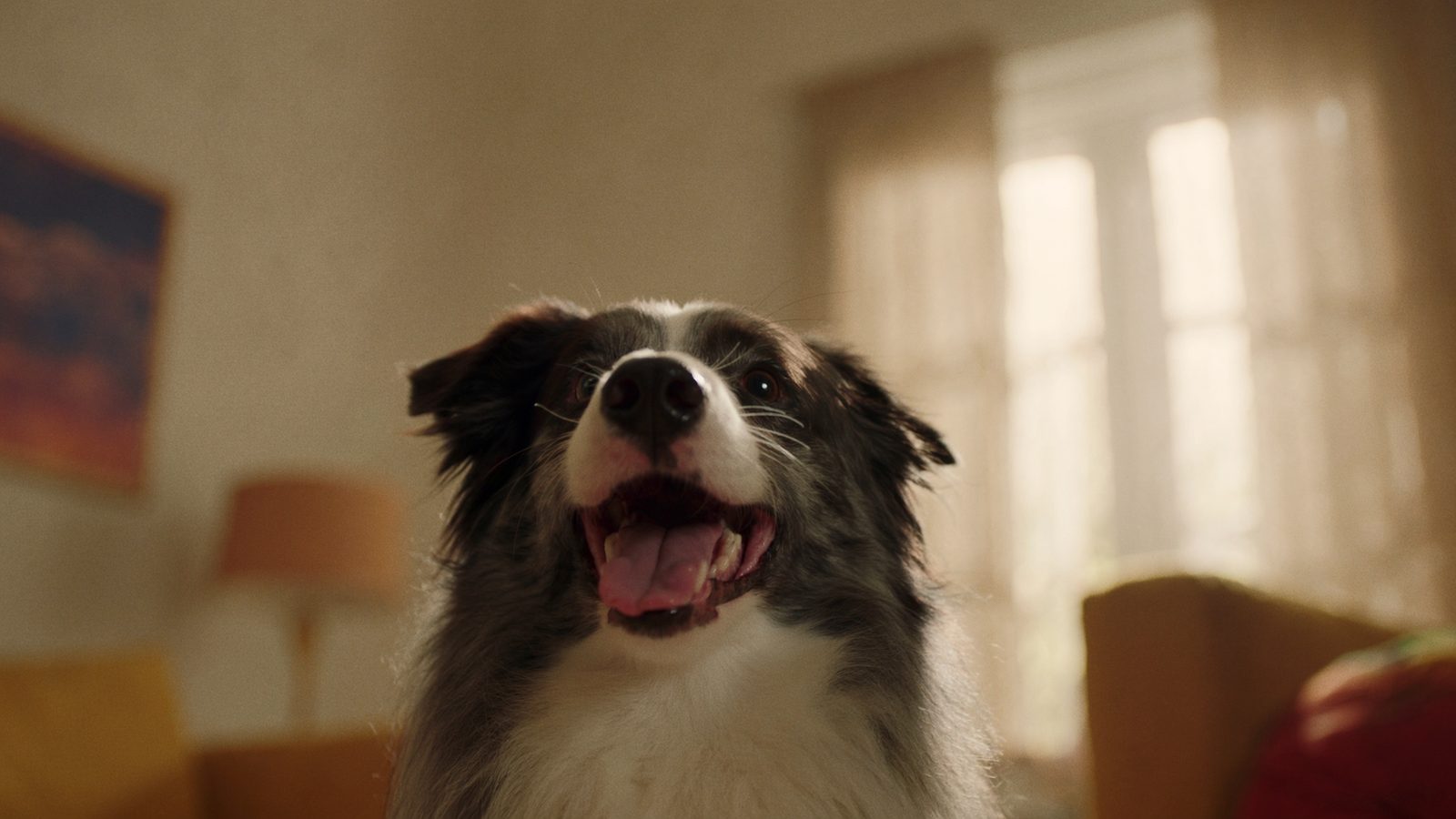 Perros border collie