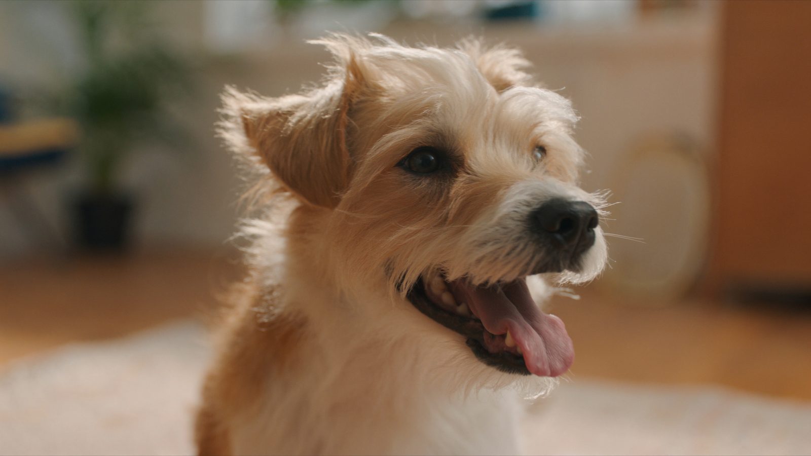 Perros pequenos razas