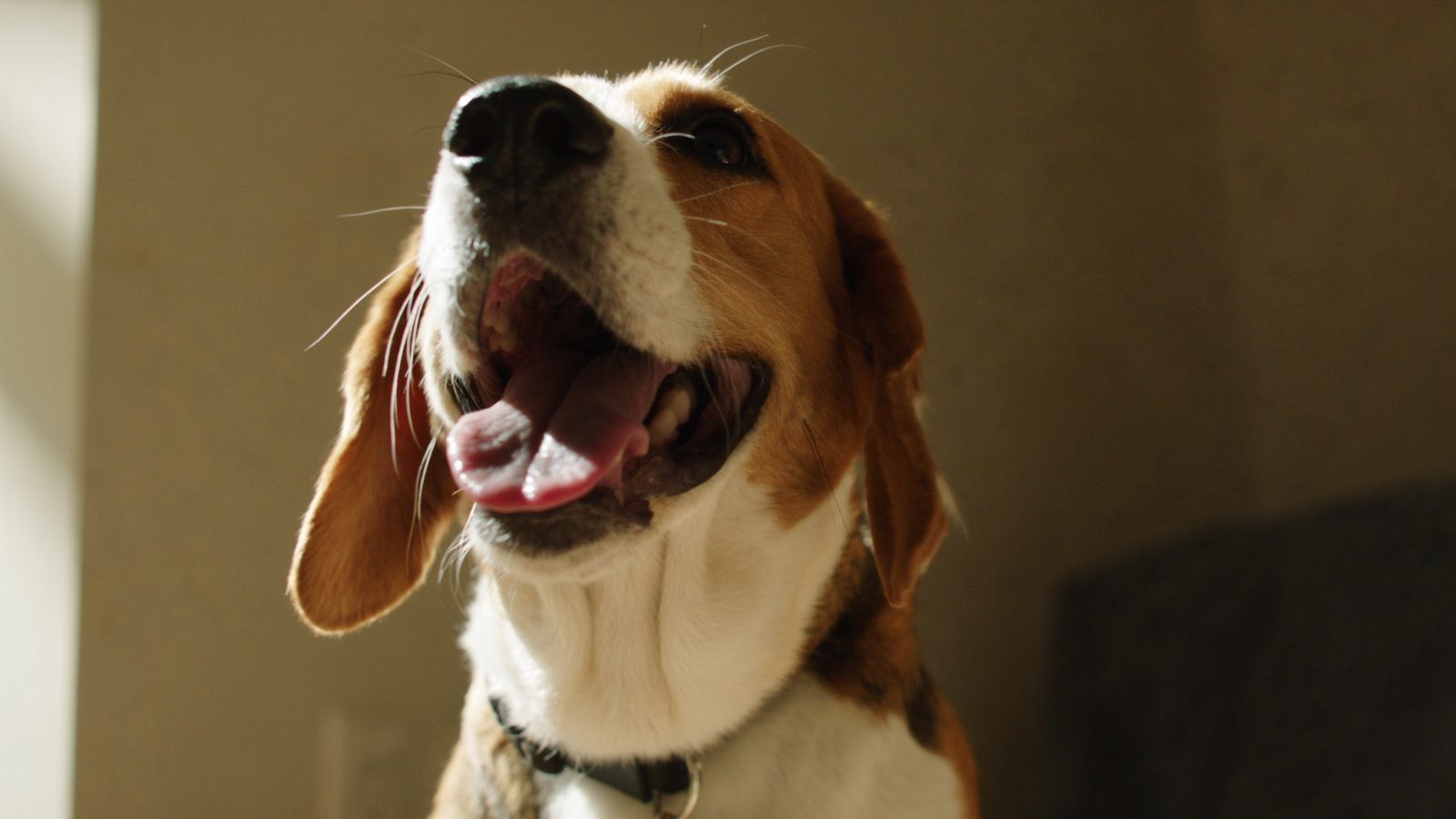 Pienso beagle adulto control peso