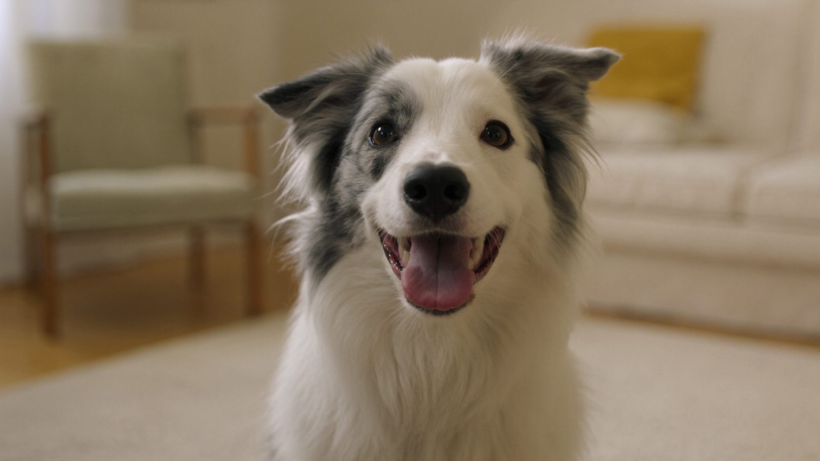 Pienso border collie adulto alta energia