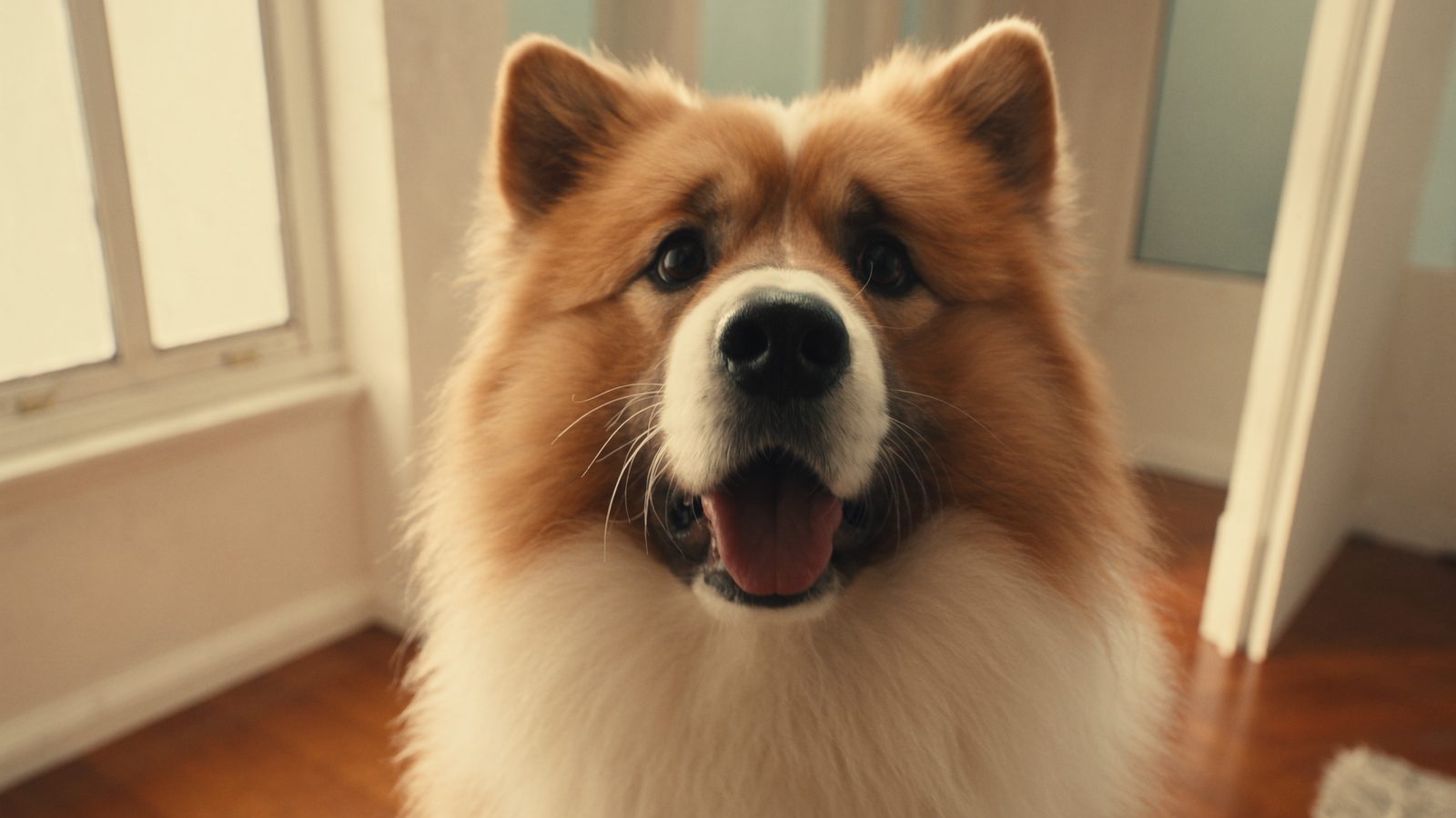 Pienso cachorro raza gigante calcio