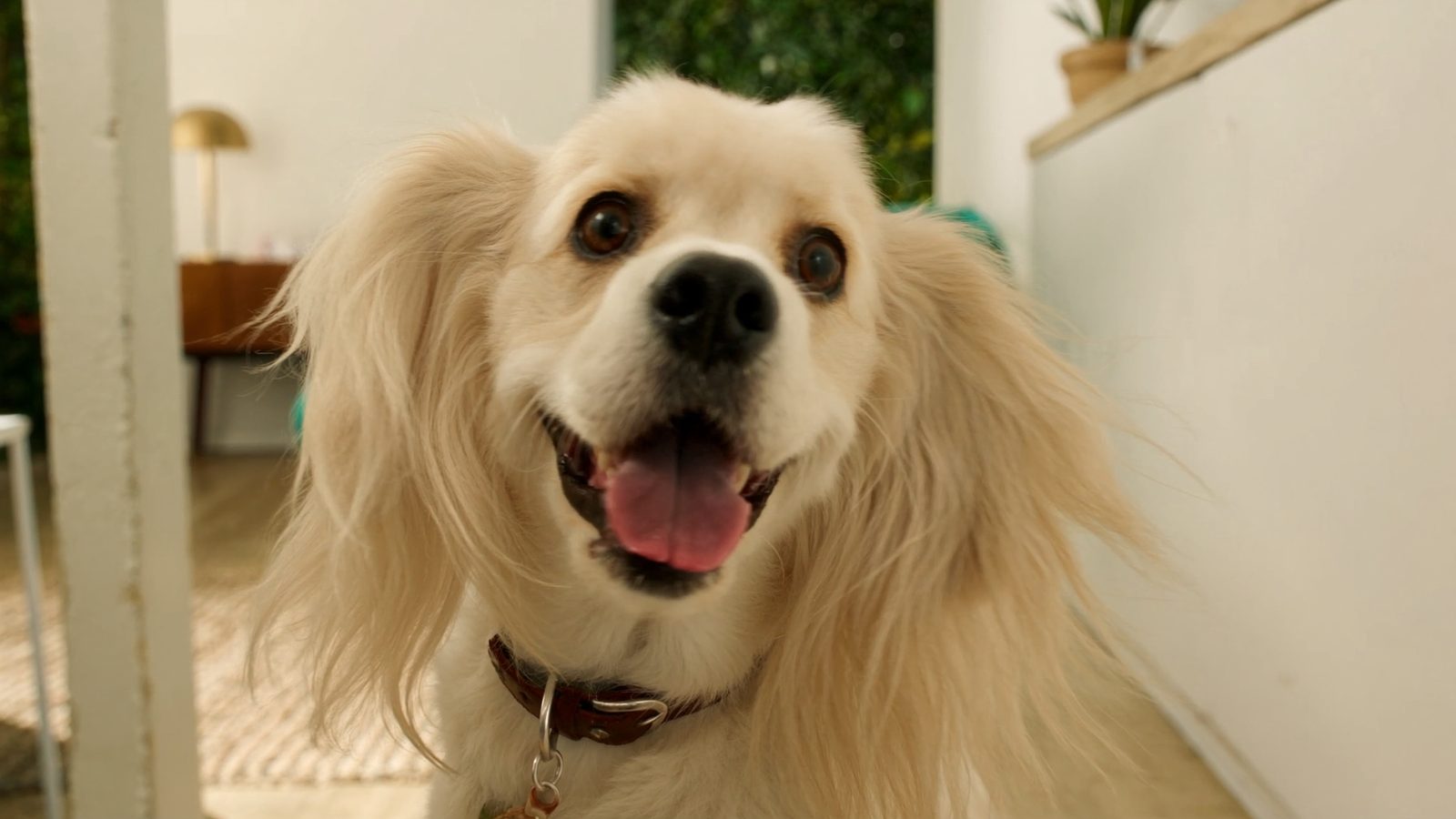Pienso caniche toy adulto