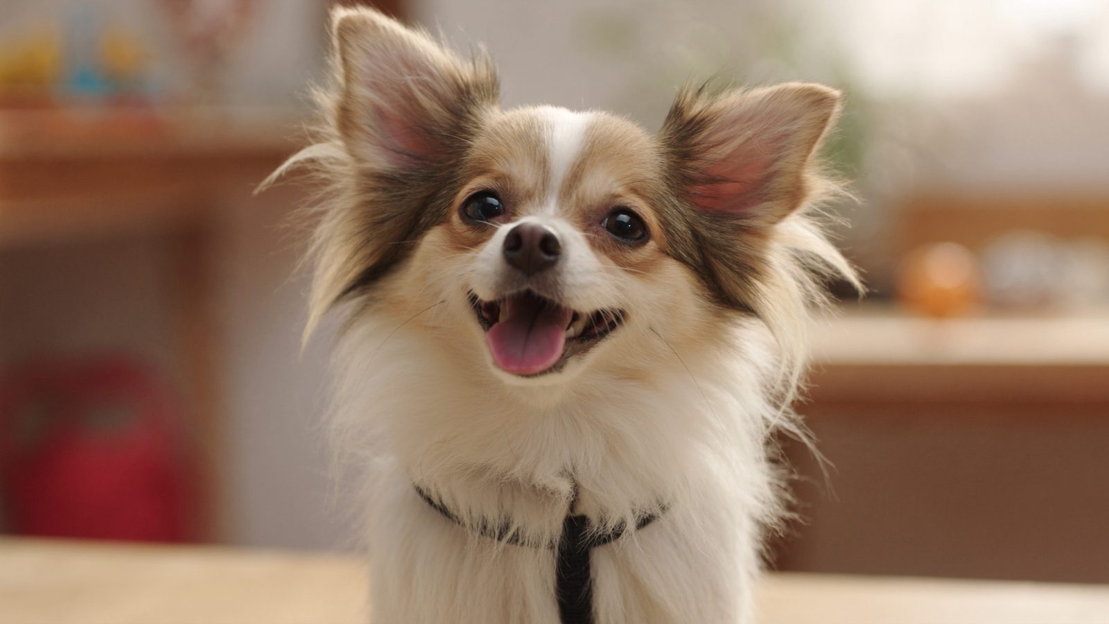 Pienso chihuahua sin cereales