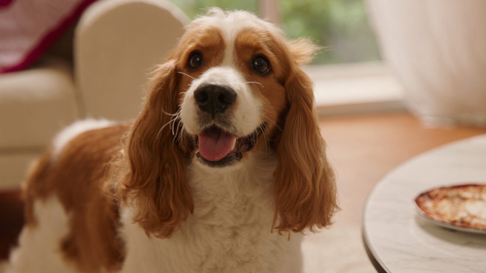 Cocker spaniel con las orejas largas y caídas, la anatomía que favorece la otitis