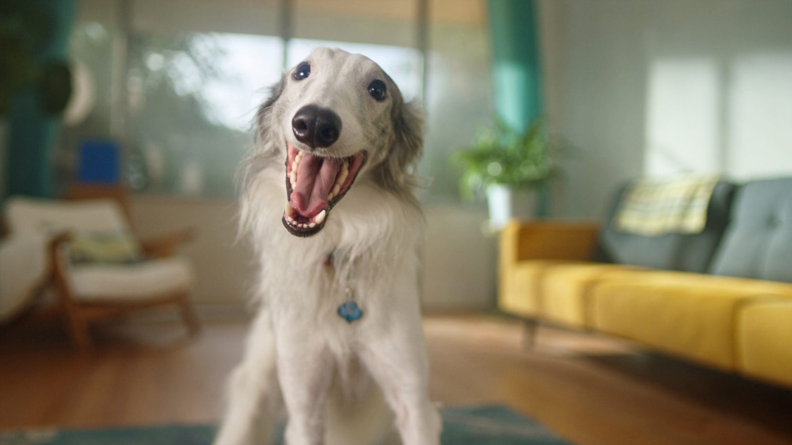 Pienso galgo adulto musculatura