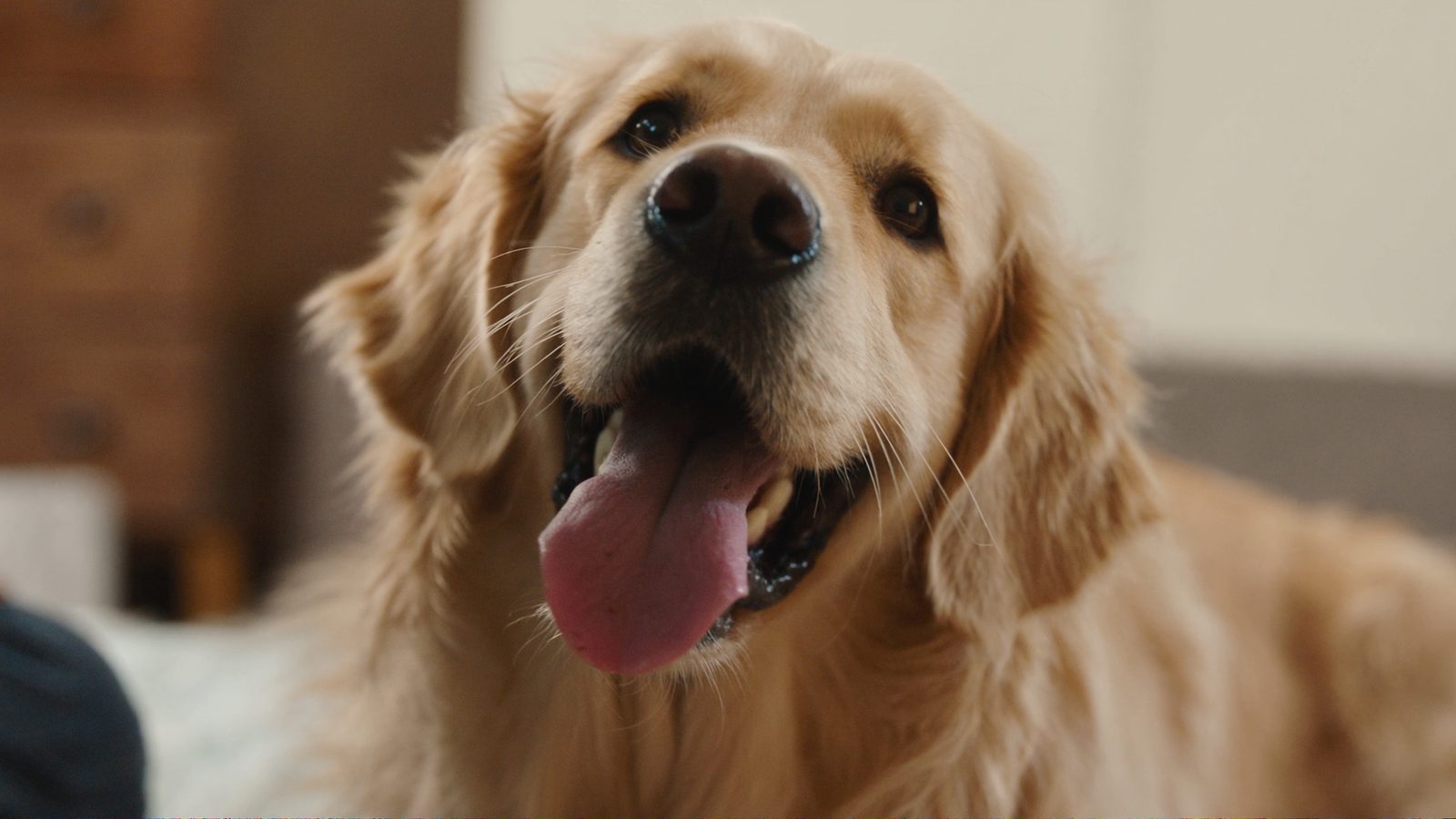 Pienso golden retriever