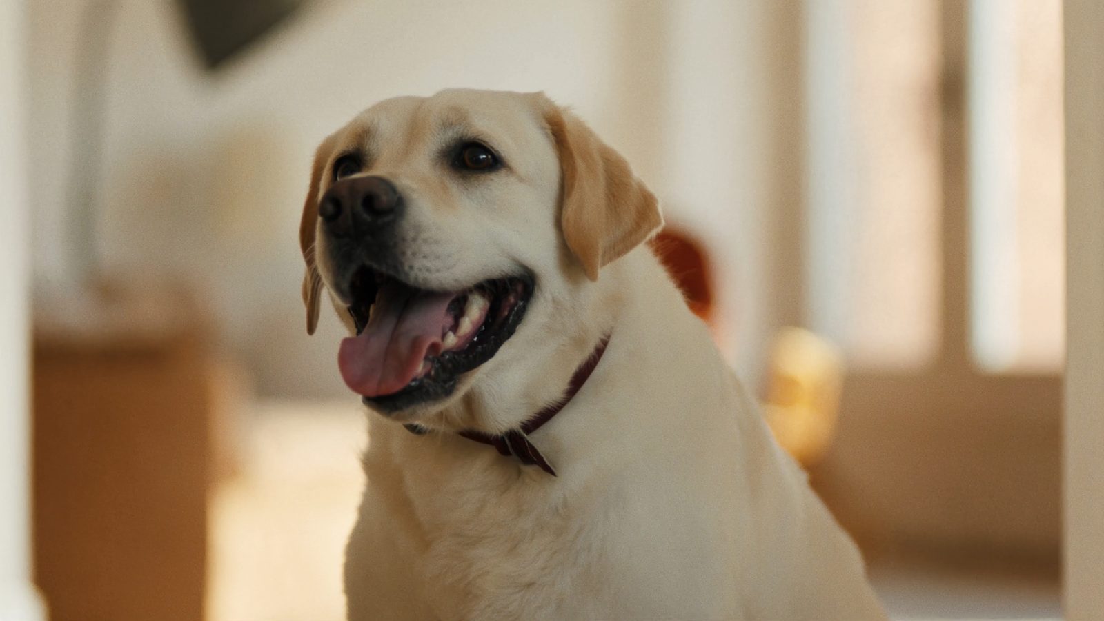 Pienso labrador esterilizado adelgazar