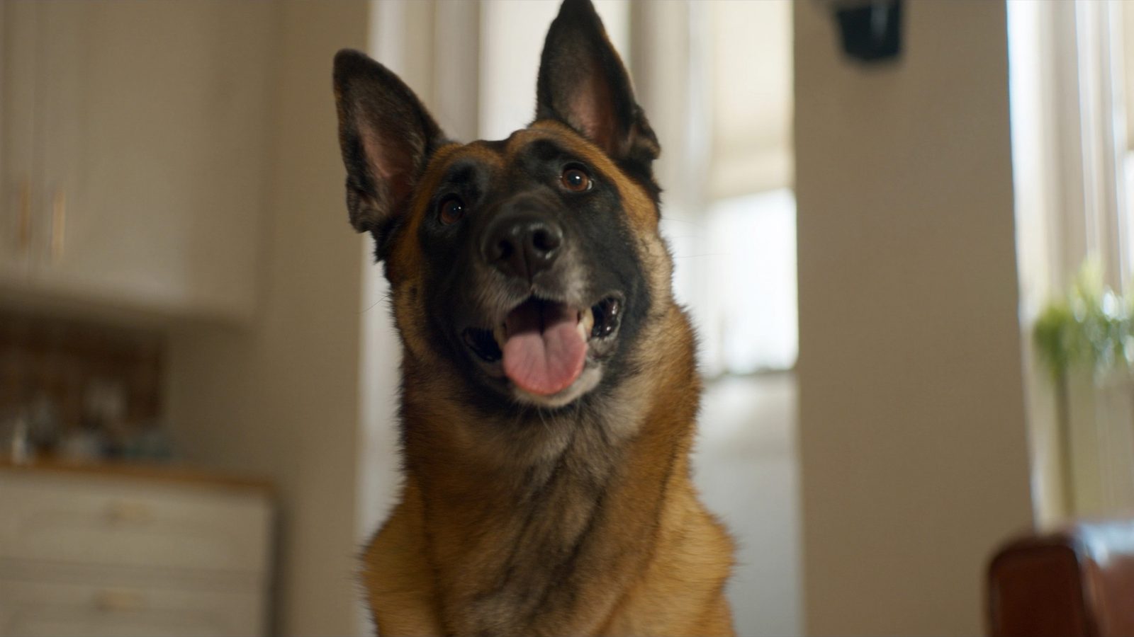 Pienso malinois trabajo alta energia