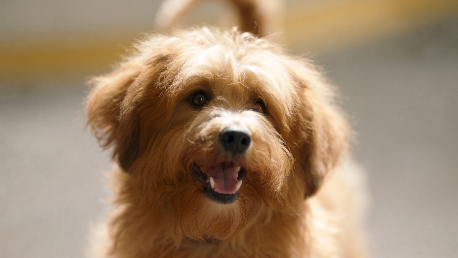 Pienso mastin espanol cachorro
