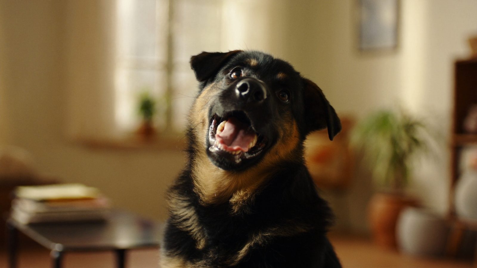 Pienso pastor aleman cachorro 12 kg