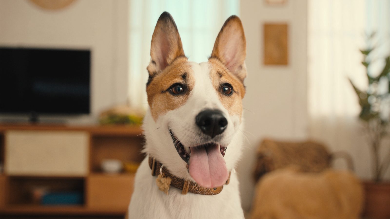 Pienso perro alergico al pollo