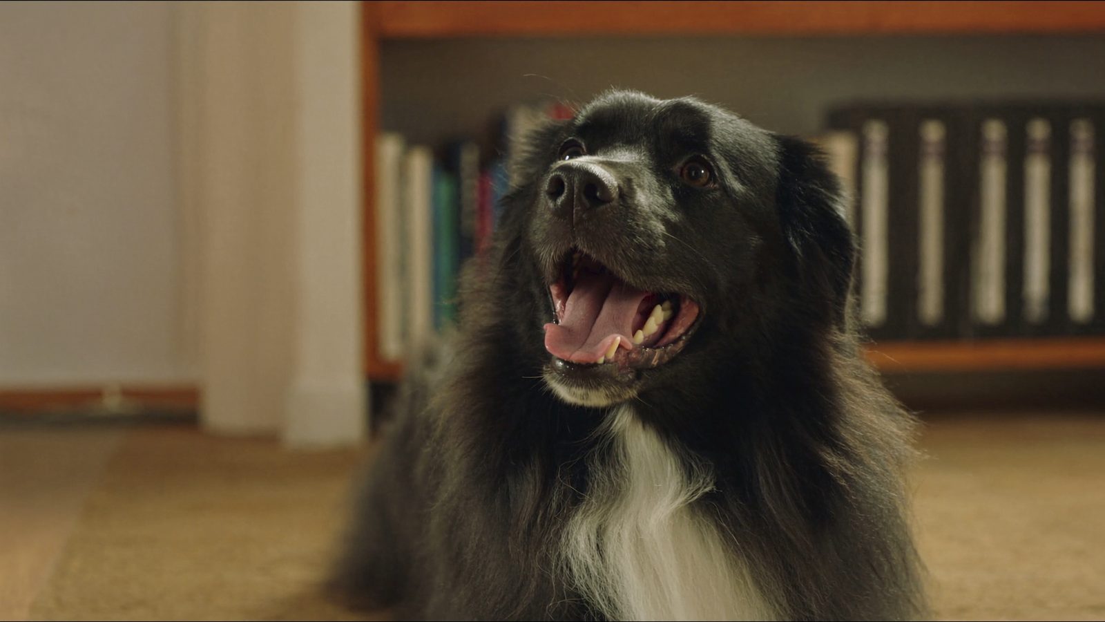 Pienso perro cardiaco bajo sodio