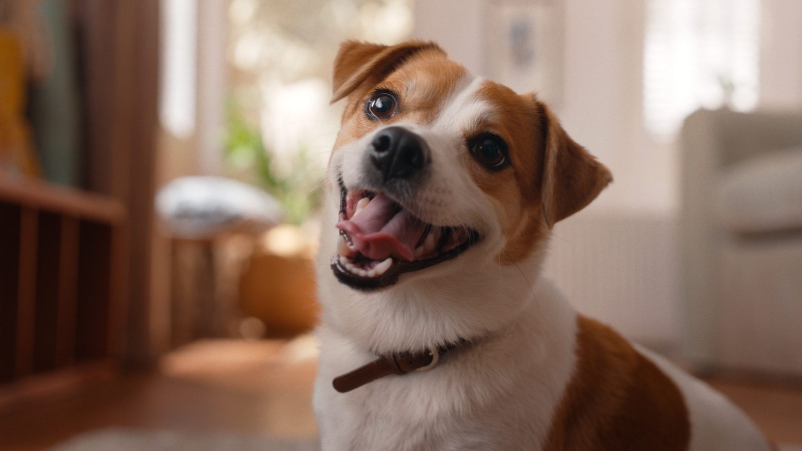 Pienso perro castrado bajo calorias