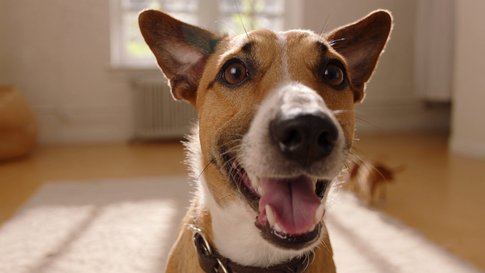 Pienso perro con giardia recuperacion