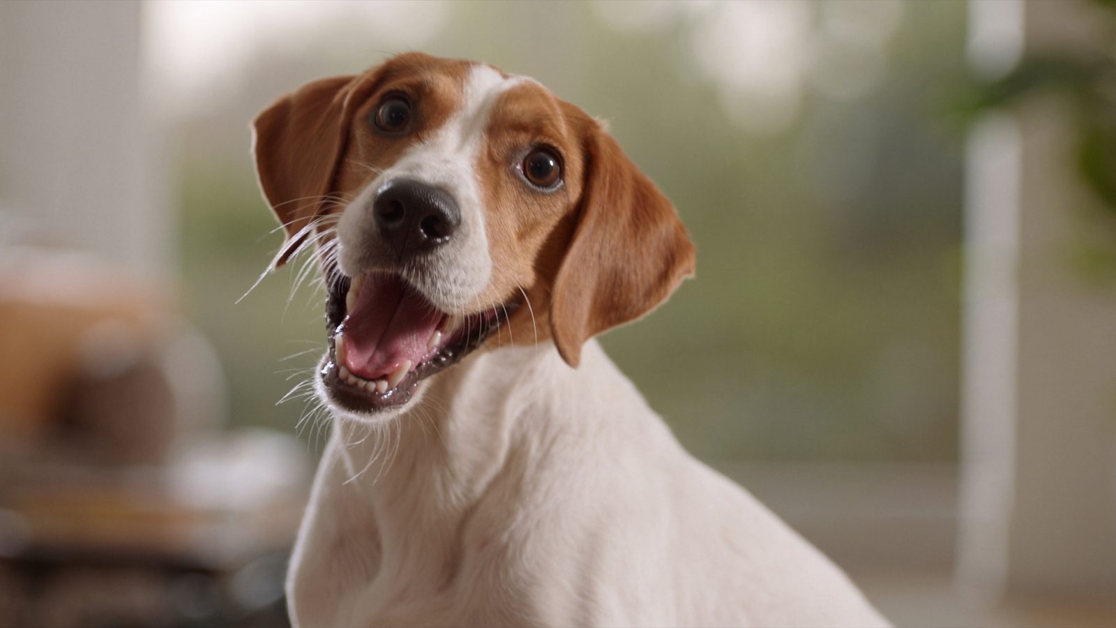 Pienso perro deportista alta proteina
