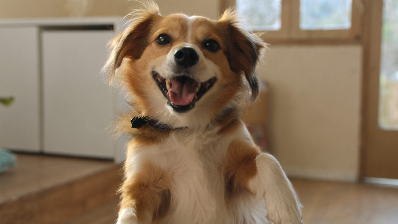 Pienso perro epilepsia sin gluten