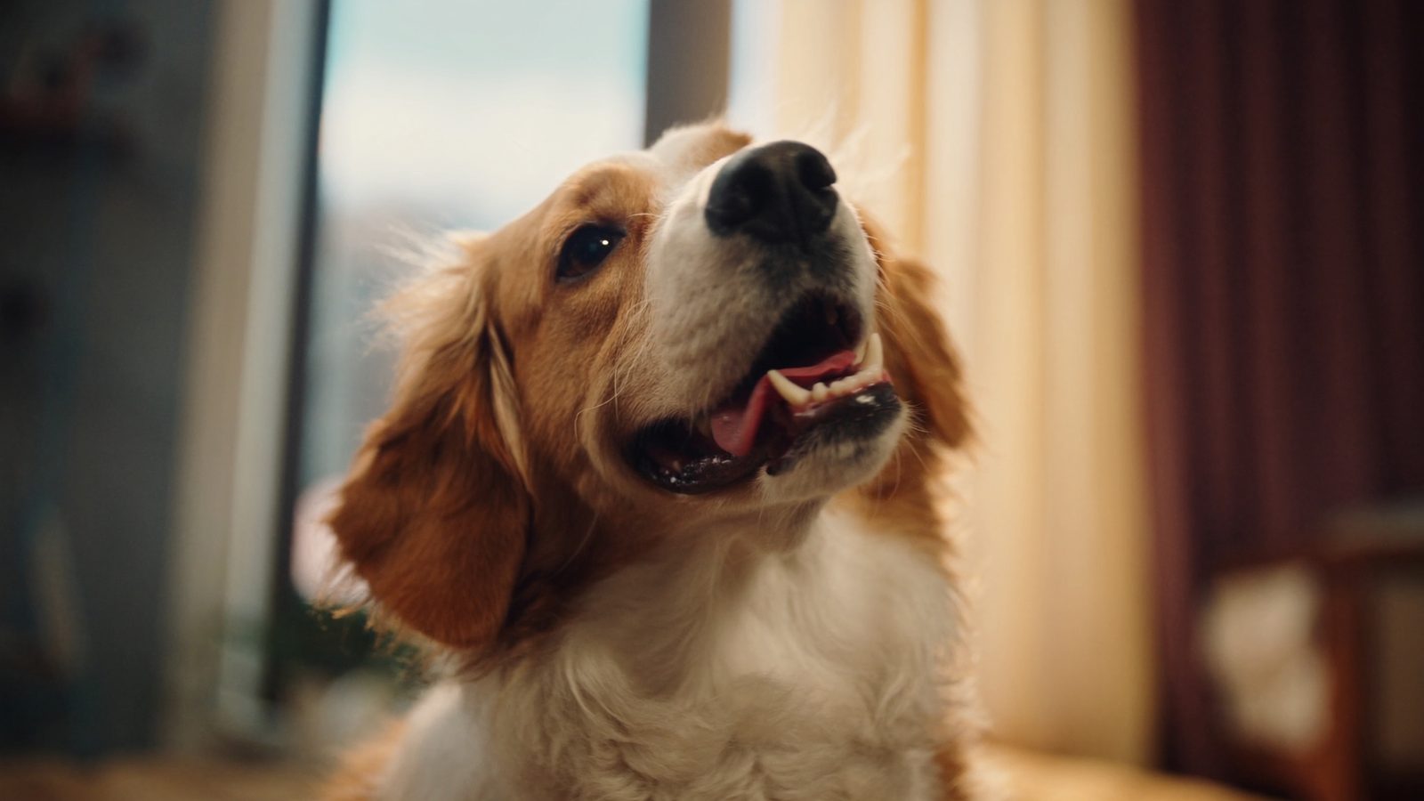 Pienso perro pancreatitis bajo grasa