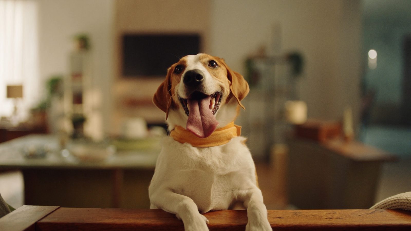 Pienso perro renal precio saco