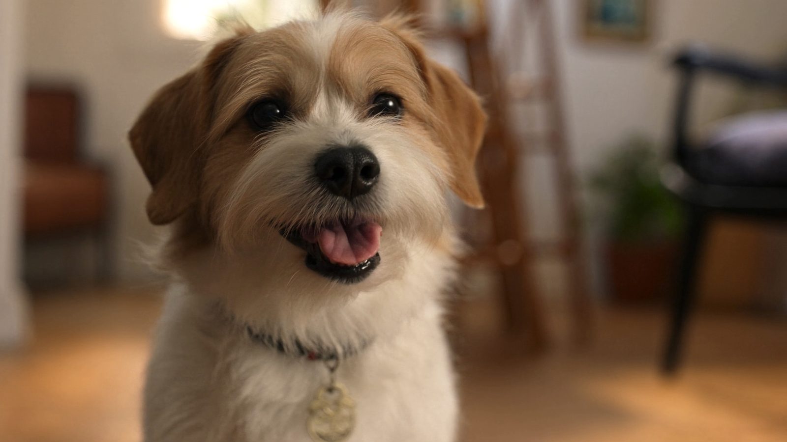 Pienso perros raza pequena mejores opciones