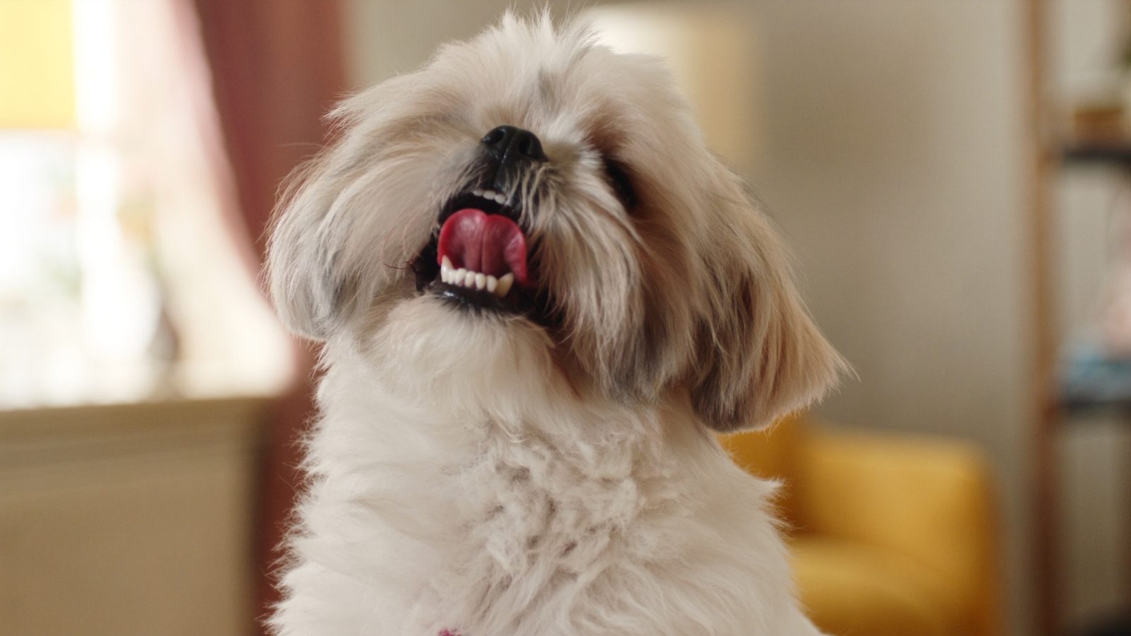Pienso shih tzu lagrimal