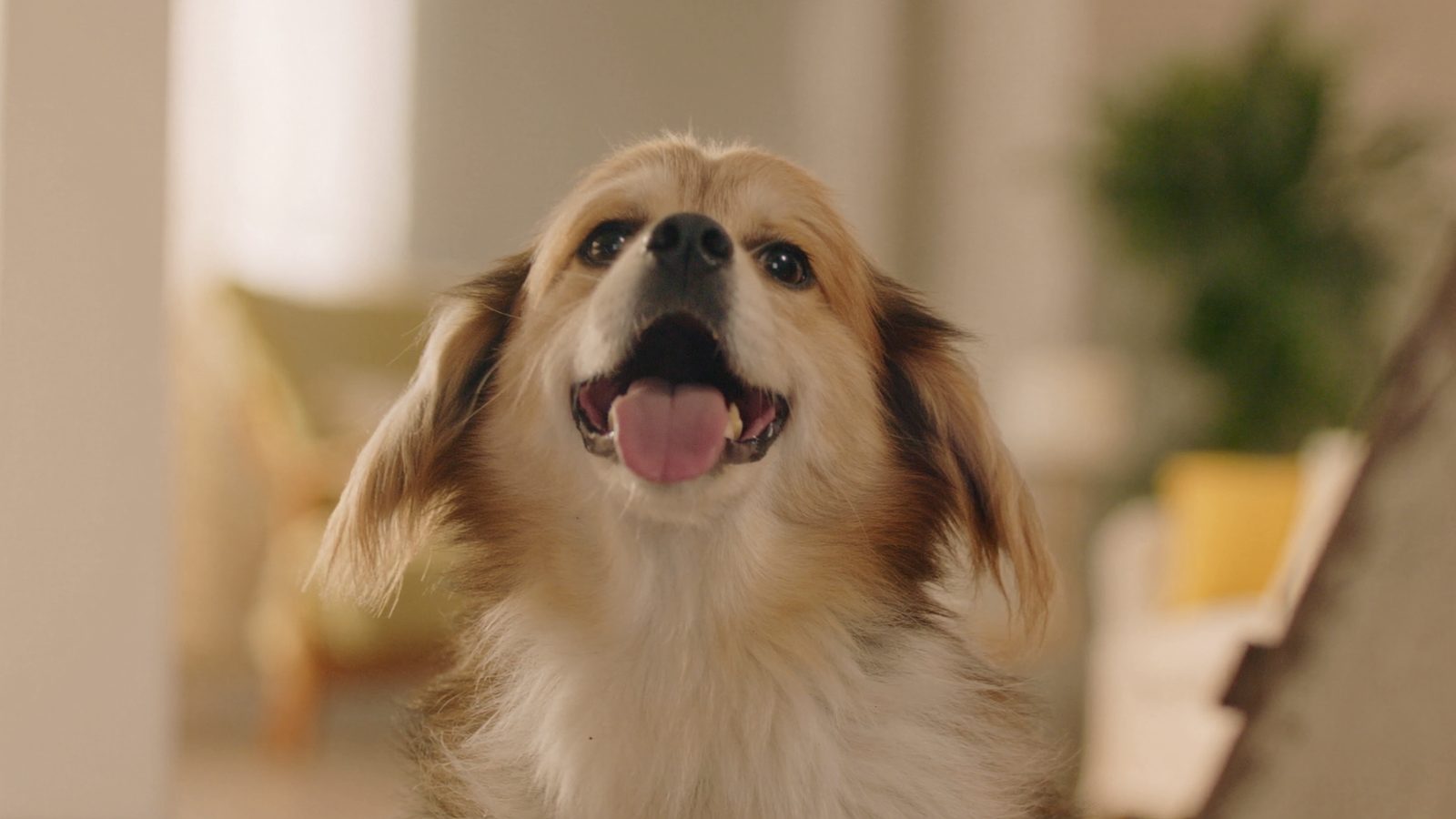 Premios naturales perro sin cereales
