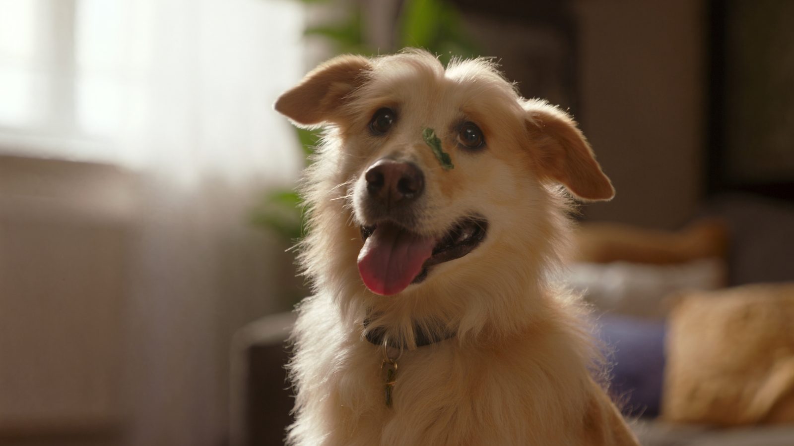 Probioticos perro diarrea antibioticos