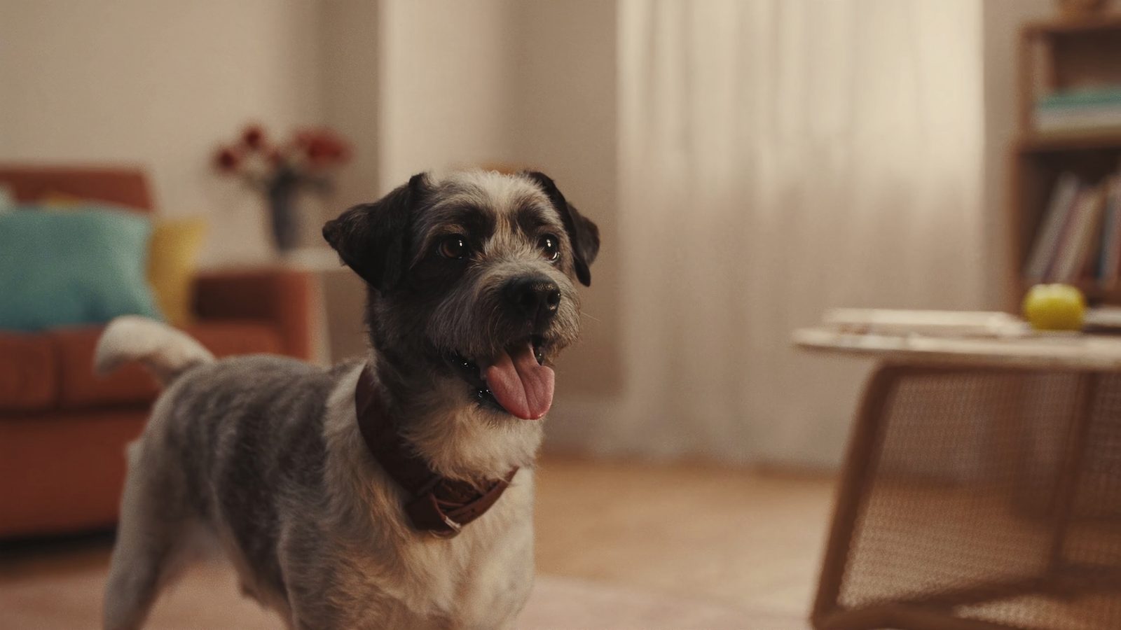 Razas de perros