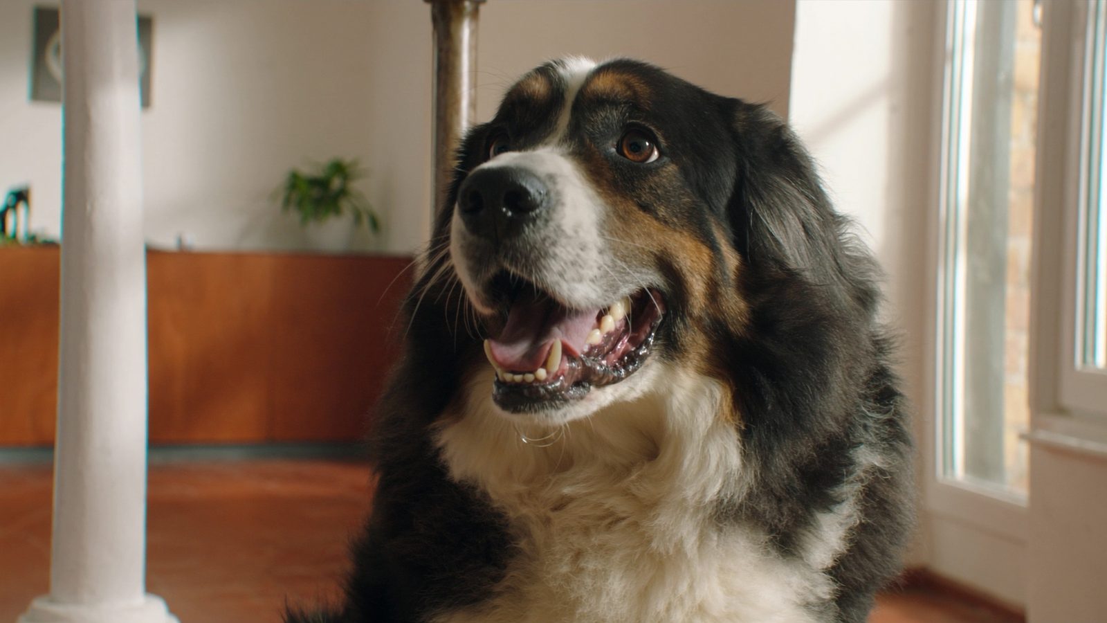 Razas de perros grandes