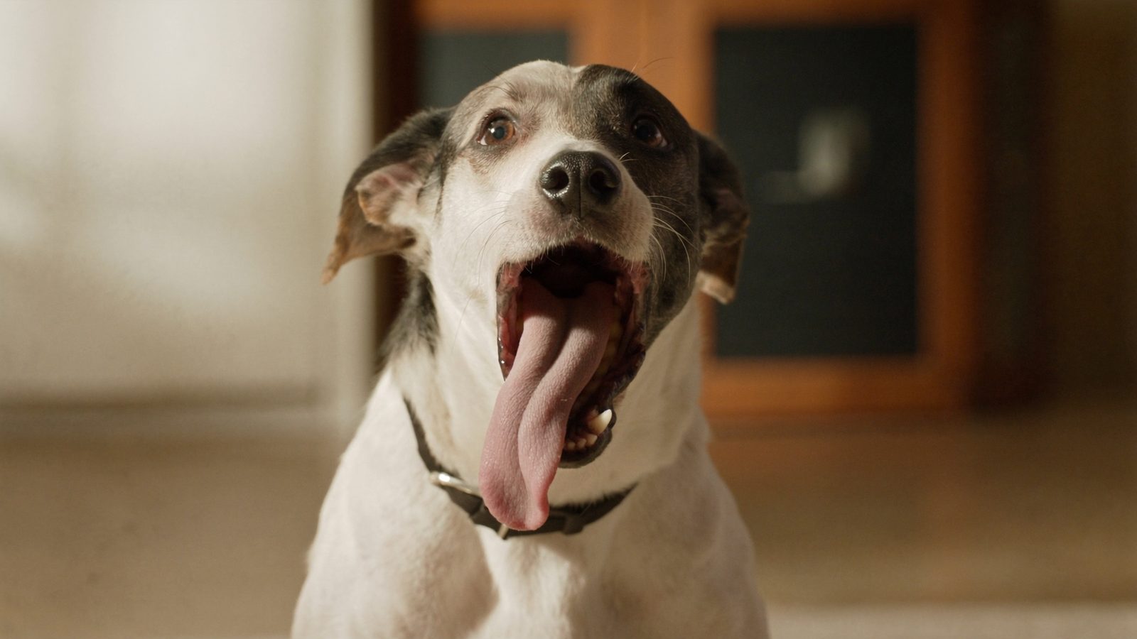 Razas de perros medianos