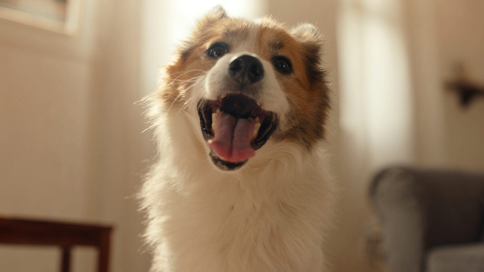 Razas perro peligroso