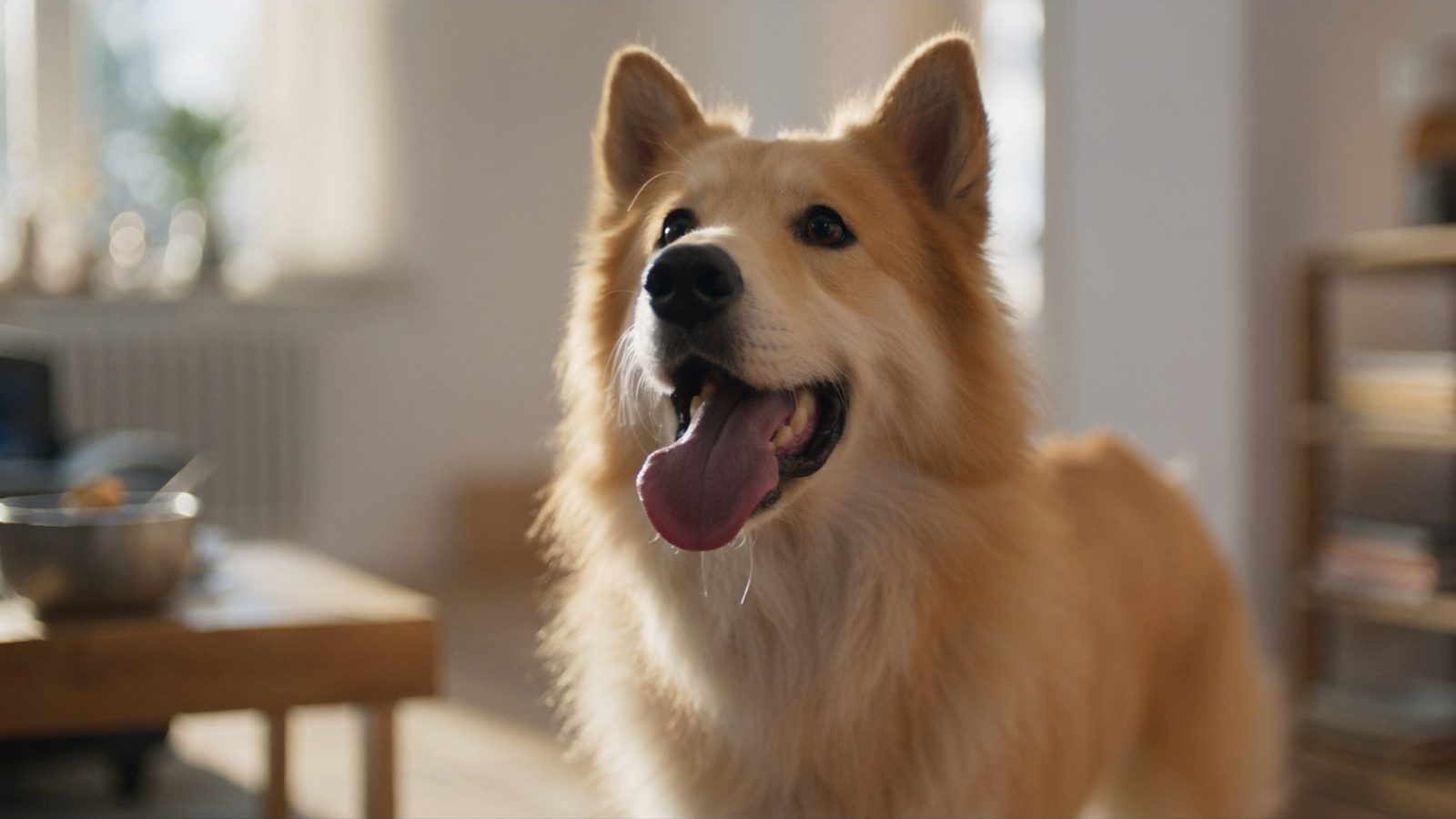 Razas perros peligrosos
