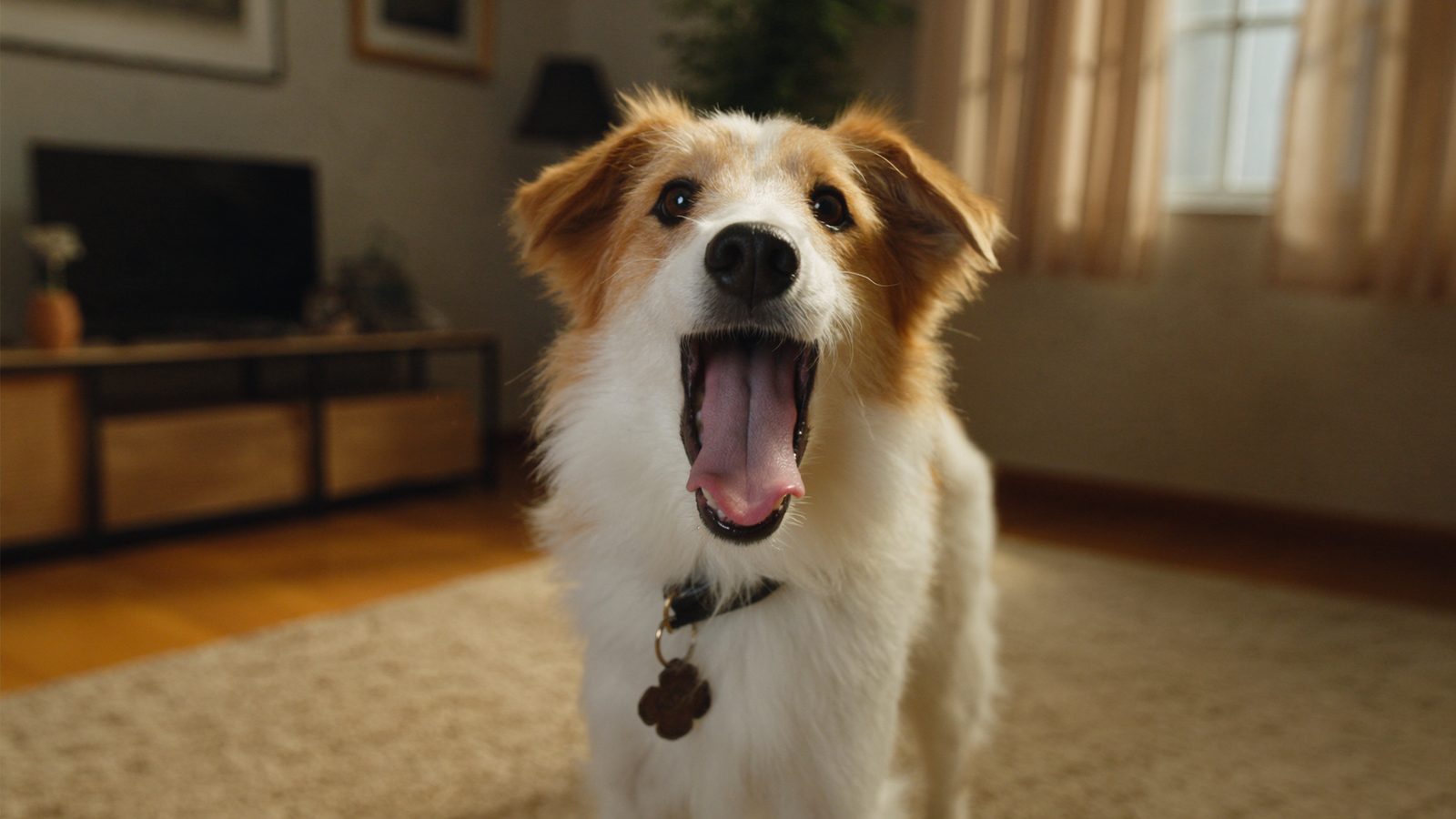 Ropa para perros