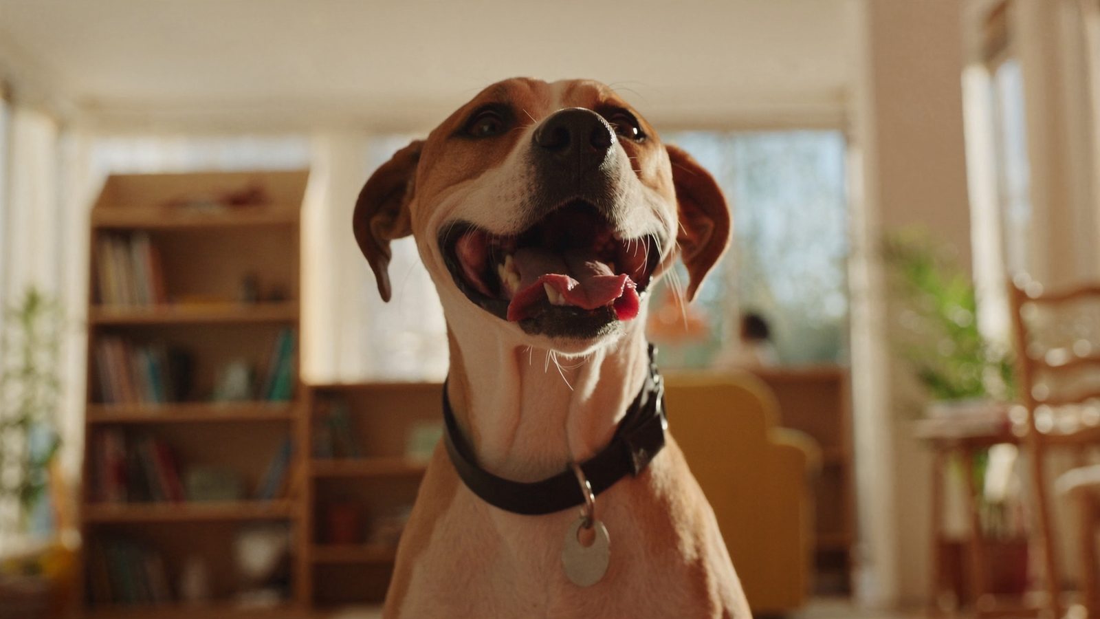 Snacks naturales perros sin cereales