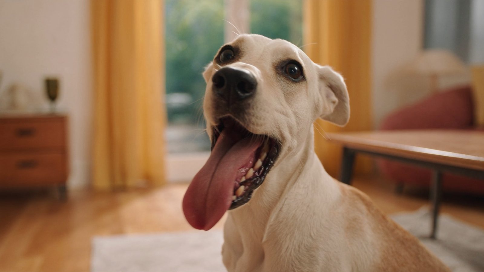 Suplementos nutricionales perros